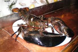 Can send you 5 pounds worth of 5 to 6 oz. 8 Oldest Lobsters In The World Oldest Org