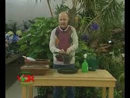 La posizione ideale dell'orchidea in casa, è. Annaffiare Le Orchidee Youtube
