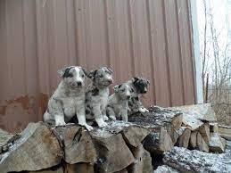 Hangin Tree Cow Dog Pups For Sale Puppies For Sale Dogs Super Cute Puppies