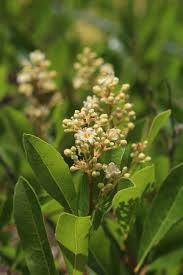 Image result for Oncocalyx bolusii