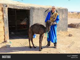 Shop for camel revere collar coat at next malaysia. Berber Man Baby Camel Image Photo Free Trial Bigstock