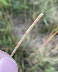 Image result for Coelorachis