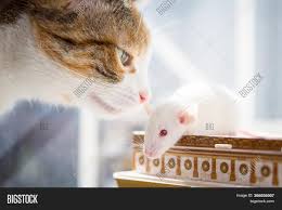 And new owners might mistake the porphyrin for blood. Cat White Rat Red Eyes Image Photo Free Trial Bigstock