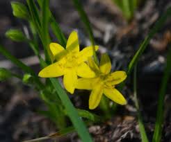 Image result for Hypoxis