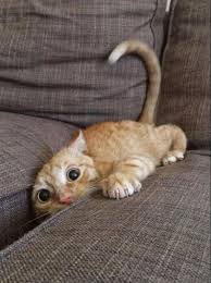 Caturday Community Google Cute Cats Cute Animals Kittens Cutest