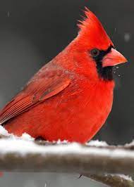 How To Choose The Best Cardinal Bird Feeder Food Reviews Faq S Top Tips Pajaros Cardenales Pajaros Hermosos Aves De Compania