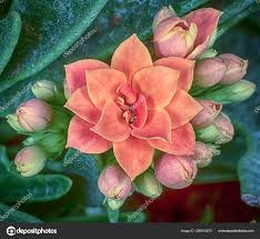 Image result for Kalanchoe rosalina