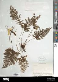 Image result for Crepidomanes