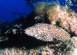 7 morey ⭐ , russia, volzhsk, ulitsa druzhby, 15а: Spotted Moray Wikipedia