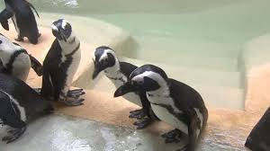 Of the 18 penguin species around the world, the african penguin is one of the most endangered. African Penguins Take 1st Swimming Lessons At Toronto Zoo 680 News