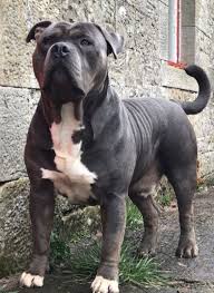 American Bully Xxl Bully Xxl American Pitbull Puppies American Bully