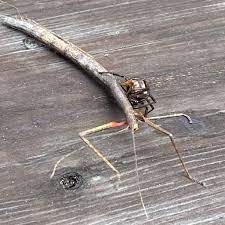 Pest control companies can install baiting systems around the house. Ojai Termite And Pest Control Home Facebook