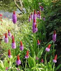 Orchideenprimel Ein Hauch Von Exotik Gartenteich Bepflanzen Garten Pflanzen Gartenteich