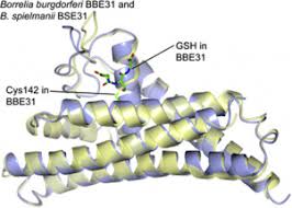 Burgdorferi exists in north america and europe and until 2016 was the only known cause of lyme disease in. Bbe31 From The Lyme Disease Agent Borrelia Burgdorferi Known To Play An Important Role In Successful Colonization Of The Mammalian Host Shows The Ability To Bind Glutathione Sciencedirect