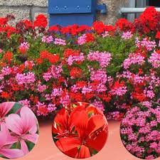 We did not find results for: Geranium Cascading Balcony Collection Telegraph Garden Shop