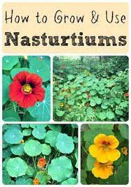 Pin On Organic Gardening Group Board