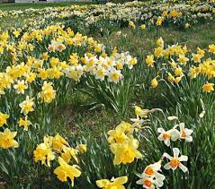 Professional S Naturalizing Daffodil Mix Daffodil Bulbs Outdoor Flowers Daffodils