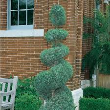 Image result for spiral cut juniper trees