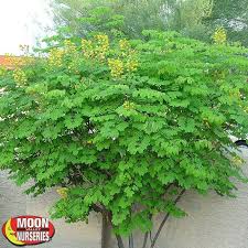 Mexican Bird Of Paradise Tree Arizona Mexican Bird Of Paradise Plants Landscaping Plants Landscaping Inspiration