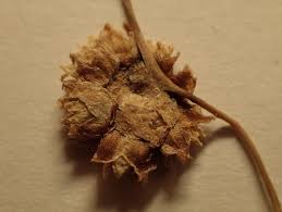 Image result for Cuscuta kilimanjari