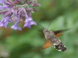 Astern (mitte) sorgen mit ihrer späten blütezeit dafür, dass insekten wie schmetterlinge auch im herbst reichlich nahrung finden. Ideale Pflanzen Fur Mehr Insekten Im Garten Garten Ch