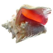The queen conch is a large marine snail that lives in the caribbean sea and adjacent waters and is one of the most valuable fishery resources. Large Conch Shell