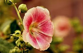 Hollyhock Flower Meaning And Symbolism