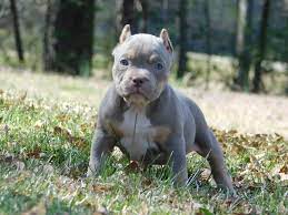 Pocket American Bully Puppies For Sale Top American Bully Breeders Pitbull Puppies For Sale Bully Breeds Dogs Pitbull Puppies