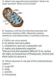 Check spelling or type a new query. 7 What Is The Organelle Pictured Below What Is Its Chegg Com