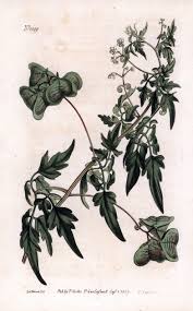 Image result for Cardiospermum