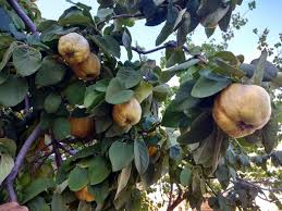 Quince tree is a very beautiful fruit tree, that bears nice fruits called quinces. Quinces And Figs Thrive In The Desert Make Great Jam Too Hot Gardens Net