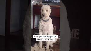 We did not find results for: Country Kid Asking If He Can Pet That Dog Youtube