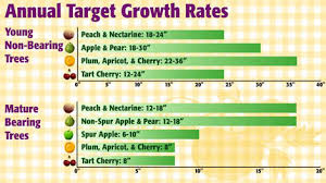 when how to fertilizer your fruit trees organic