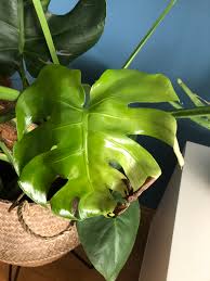 Monstera Deliciosa Braune Flecken Pflanzenkrankheiten Schadlinge Green24 Hilfe Pflege Bilder