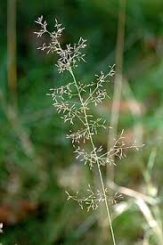 Image result for Agrostis pilgeriana