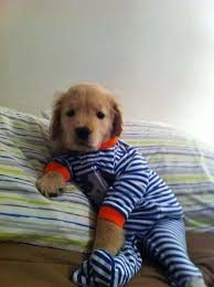 Bebek Oyunu Adli Kullanicinin Sevimli Seyler Panosundaki Pin Cok Sirin Hayvanlar Golden Retriever Yavrusu Hayvan Bebekler