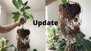 Are ficus audrey difficult to care for? Ficus Audrey Update After Root Pruning Youtube