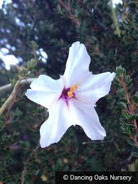 Image result for Mirabilis