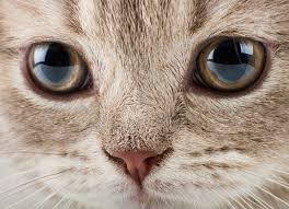 A blow to the eye. Eye Injuries In Cats Petmd