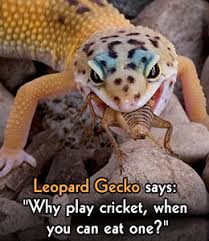 Dos And Donts Of Feeding Your Pet Leopard Gecko