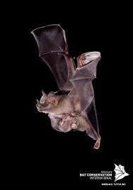 Timeline Photos Bat Conservation International Bat Flying Bat Conservation International Bat