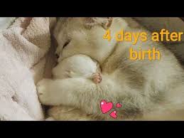 4 Days After Birth British Shorthair Kitten Cuteness Video 2019 Youtube In 2020 British Shorthair Kittens Kittens Cutest Cute Kitten Gif