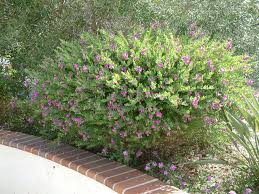Image result for Polygala marensis