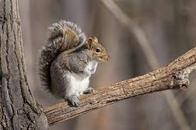 The best thing to feed squirrels is a mixture of hazelnuts, walnuts, sunflower seeds, chopped carrot, unsweetened rusk, watermelon, chopped apple, grapes, kiwifruit and lots of fresh water. Squirrels In B C