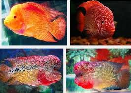 Ikan hias air tawar termahal. Ini Dia Jenis Dan Harga Louhan Yang Terbaru Ikan Hias Air Tawar Termahal