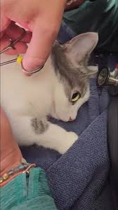 Image result for cuterebriasis in dogs