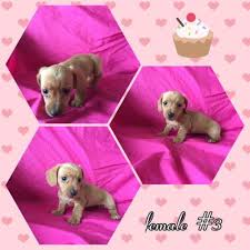 No matter what their size, dachshunds are a delightful addition to any family, which is why they have ranked near the top of most popular dogs lists since the 1950s. Dachshund Puppies For Sale Tennessee