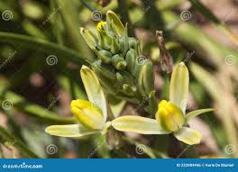 Image result for Ammocharis coranica