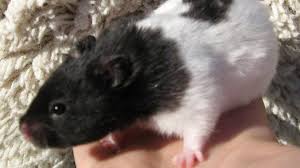 Pet hamsters live an average of two to three years, and males tend to live longer than females. How To Take Care Of Panda Hamster As A Pet Facts And Pictures Hamsters Portal