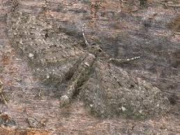Image result for Eupithecia tripunctaria